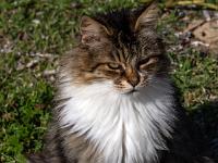 Hübsche graue Katze mit weißem Latz